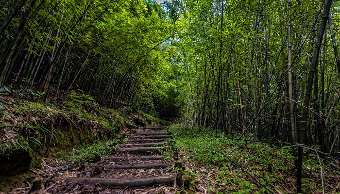 假中对雨呈县中僚友译文 假中对雨呈县中僚友译文是什么