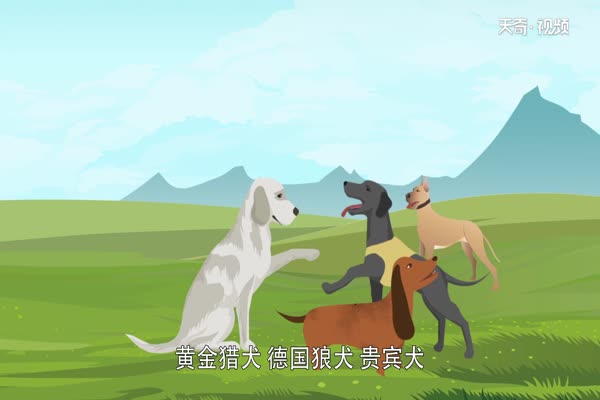 导盲犬是什么狗 导盲犬是哪种类型的狗