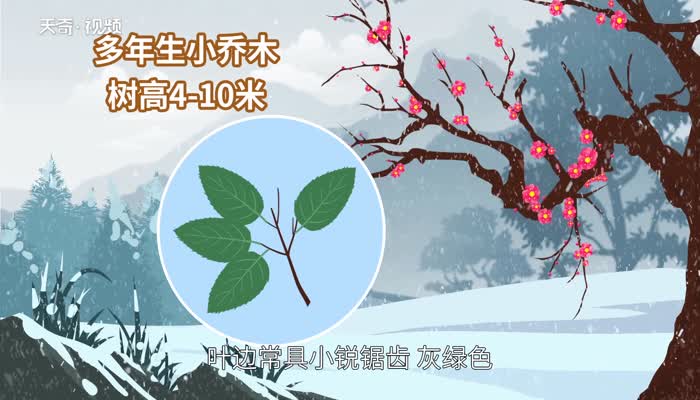 梅花的特點(diǎn)  梅花的特點(diǎn)有哪些