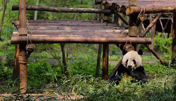 動(dòng)物園里有什么動(dòng)物 動(dòng)物園里有哪些動(dòng)物