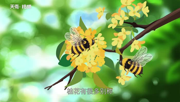 新鮮桂花怎么處理保存 新鮮桂花怎么保存