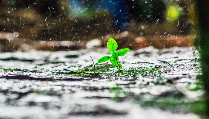 暴雨对粮食生产的影响 暴雨对农作物的影响