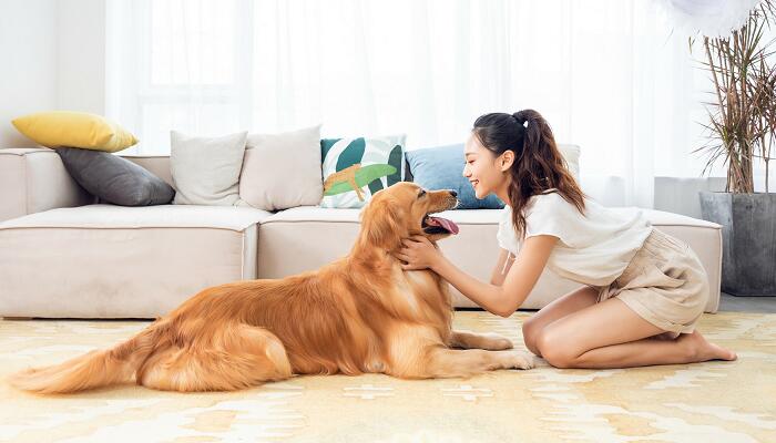 犬與狗的本質區(qū)別 犬與狗的區(qū)別