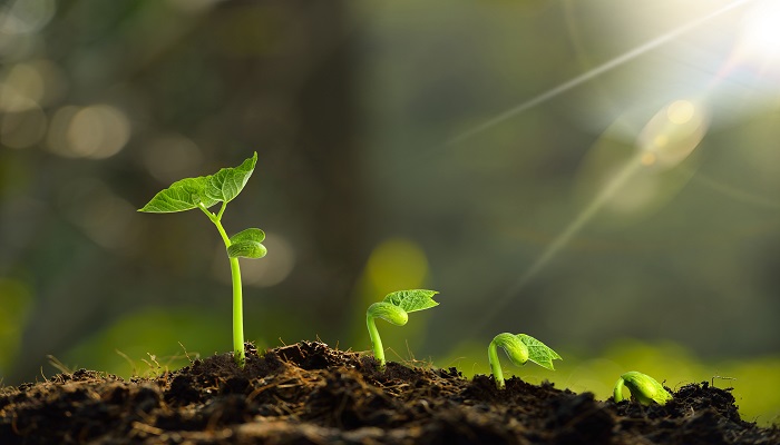 被子植物和裸子植物的區(qū)別 裸子與被子植物的主要區(qū)別