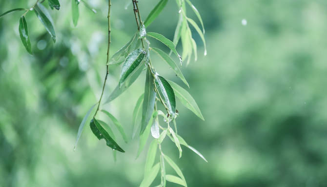 三衢道中描写的季节是什么季节 三衢道中描写的季节是什么