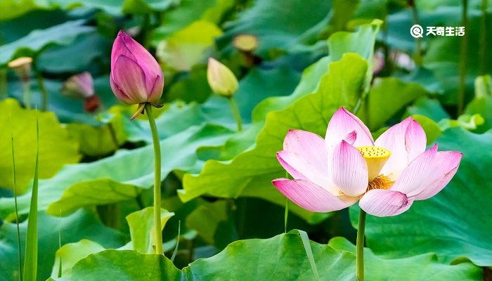 接天蓮葉無窮碧映日荷花別樣紅運(yùn)用了什么修辭手法 接天蓮葉無碧窮映日荷花別樣紅是什么修辭手法