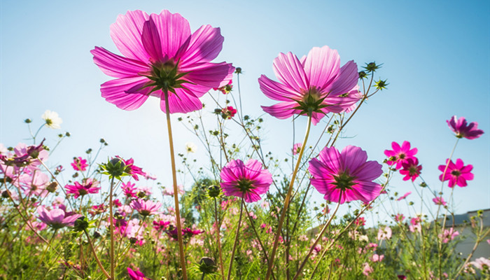 花朝节是什么时候 花朝节是几月几号