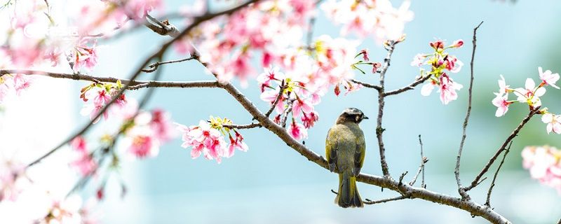 枝間新綠一重重小蕾深藏數(shù)點紅是什么季節(jié)的海棠 枝間新綠一重重是什么花