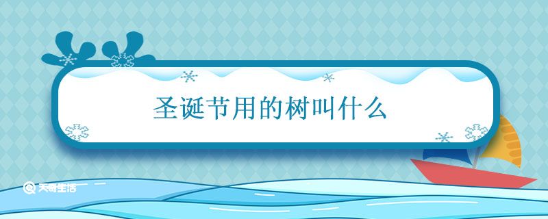 圣诞节用的树叫什么 圣诞树主要采用哪种树