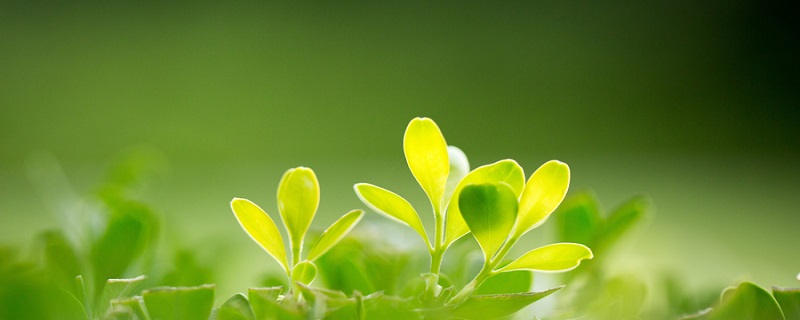 被子植物和裸子植物的區(qū)別 裸子與被子植物的主要區(qū)別