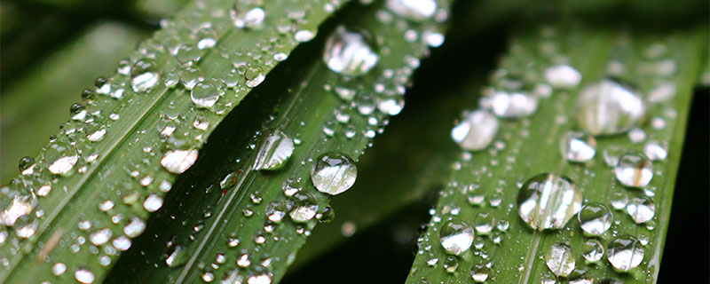 白露是什么季节 白露属于哪个季节