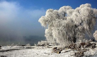 大雪节气吃什么传统食物 大雪节气吃的传统食物简述