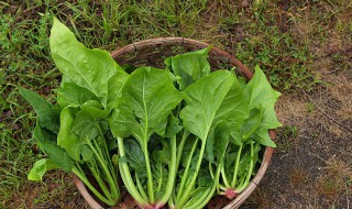 菠菜和豆腐为什么不能一起吃 菠菜和豆腐为什么不能一起吃