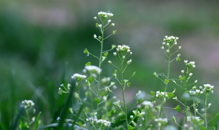 荠菜又叫什么菜 荠菜的简介