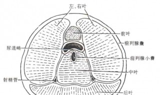 前列腺在哪 关于前列腺位置简介