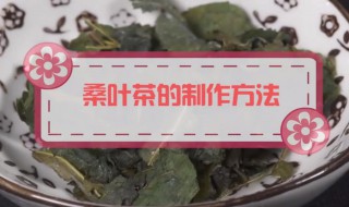 桑叶茶的制作方法 这样做在家也可以自制