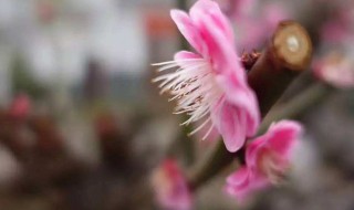 花朝节是农历哪一天 这个节日是干什么的