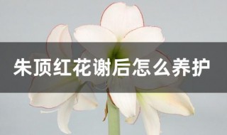 朱顶红花谢后怎么养护 朱顶红花谢花后如何施肥