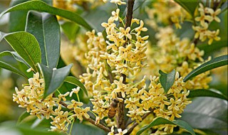 桂花种子怎样育苗 桂花种子什么时间播种最好