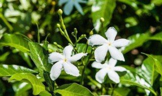 风车茉莉的叶子一碰就掉 风车茉莉的叶子掉落原因及解决方法