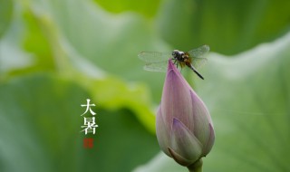 大暑养生小常识 大暑养生保健小常识