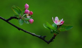 海棠开花后怎么处理? 海棠开花后处理方法