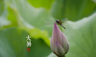 大暑节气吃什么传统美食 大暑节气吃的食物