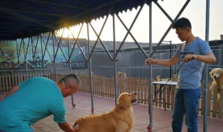 犬舍的建造方法 犬舍的建造方法介绍