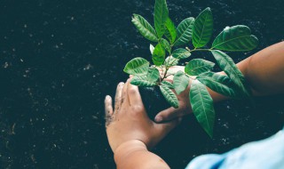 植物通俗解释 怎么理解植物的意思