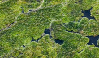 水里的綠藻怎么去除 水里的綠藻去除技巧