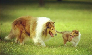 苏格兰牧羊犬厌食怎么办？ 选对方法是关键