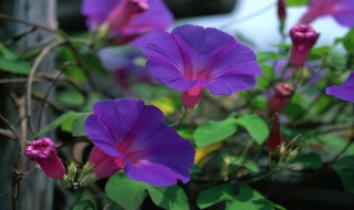 什么的牵牛花填空颜色 形容牵牛花的颜色