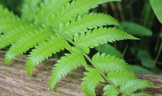 龙尾蕨种植方法 种植龙尾蕨的一种方法详解