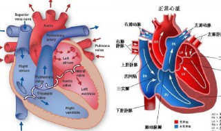 關(guān)于心臟病的資料 心臟病的介紹