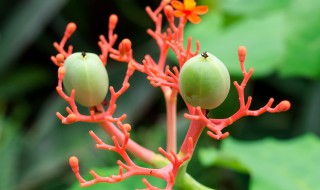 關(guān)于奇異植物的資料 關(guān)于奇異植物的資料簡介