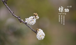 惊蛰在几点几分 什么时间惊蛰