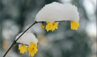 梅花香自苦寒来的意思 梅花香自苦寒来是什么意思