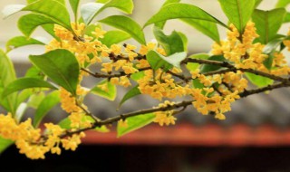 家里种桂花树好吗 家里种桂花树好