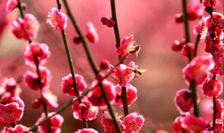 命犯桃花是什么意思 命犯桃花释义