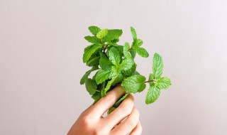 薄荷泡水喝的功效 薄荷泡水喝有什么功效