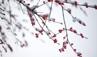 傲雪是什么意思 傲雪的解释