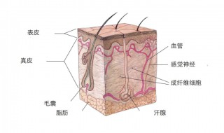 汗腺是什么意思 汗腺的意思