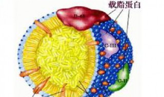 骨脂蛋白的功效 给大家介绍一下