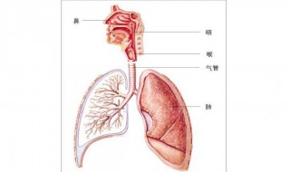 呼吸運動操怎么做 可以做什么動作呢