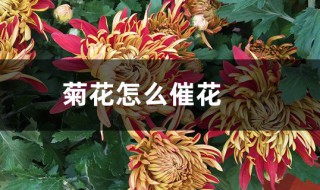 菊花的催花方法 不同节气方法不同