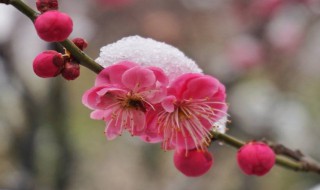 梅花的古詩有哪些 梅花的古詩列述