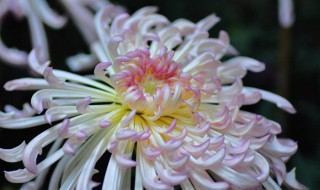 菊花什么颜色 菊花什么颜色介绍