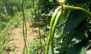 菜豆种植时间和方法 菜豆如何种植