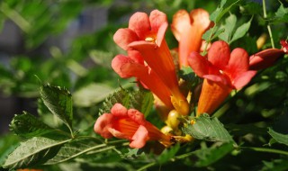 凌霄花种植方法 凌霄花如何种植