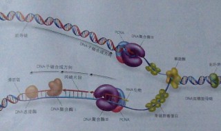 dna聚合酶作用于什么键 dna聚合酶作用于哪个键